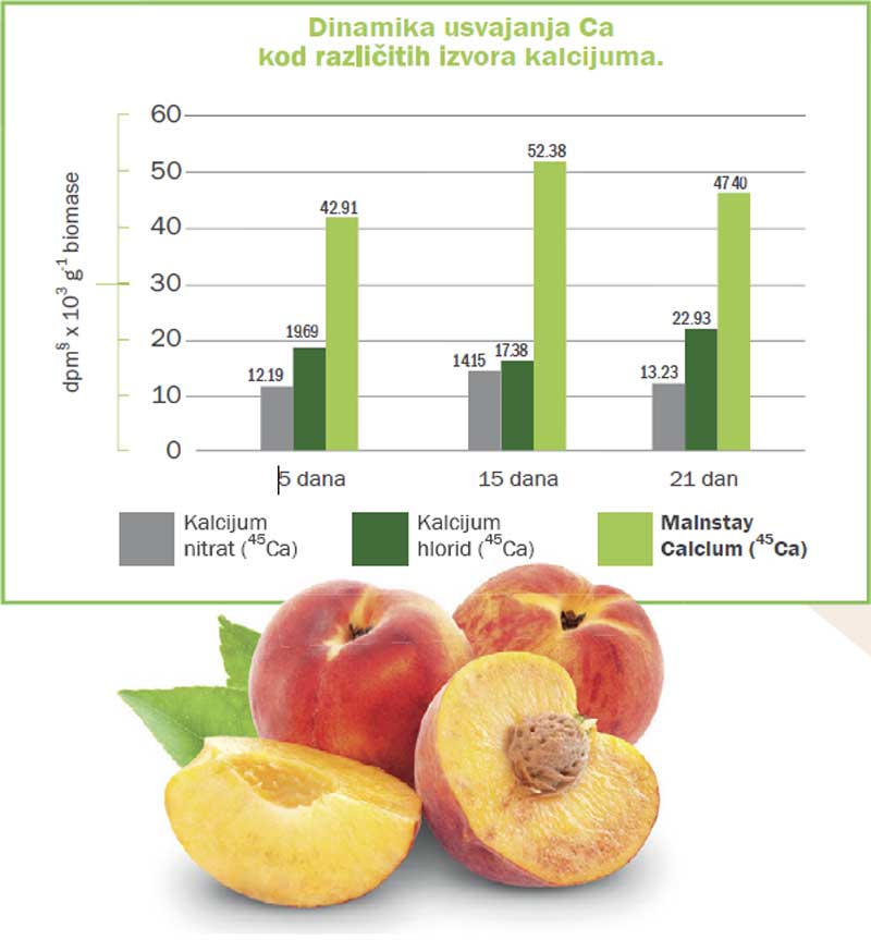 Dinamika usvajanja Ca